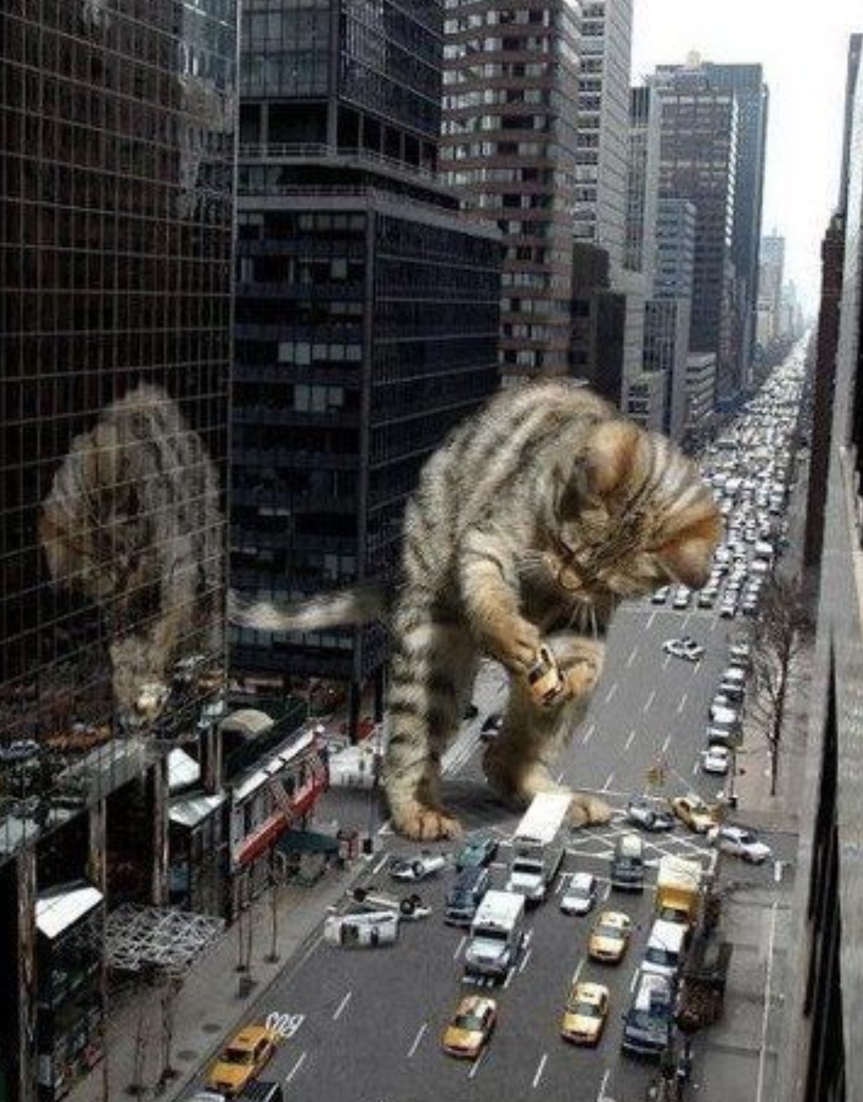 if cats were bigger